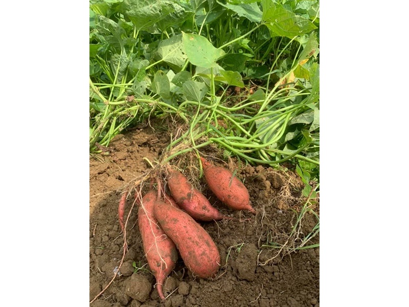 陳家農舍-農產品