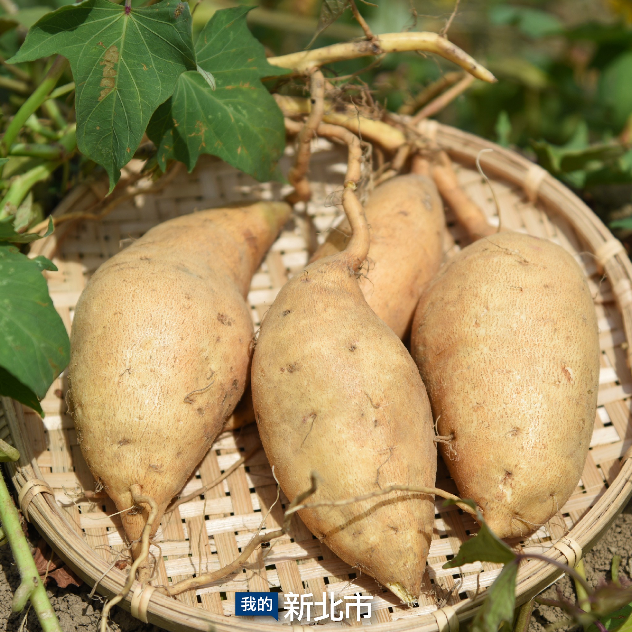 陳家農舍--台農57號地瓜