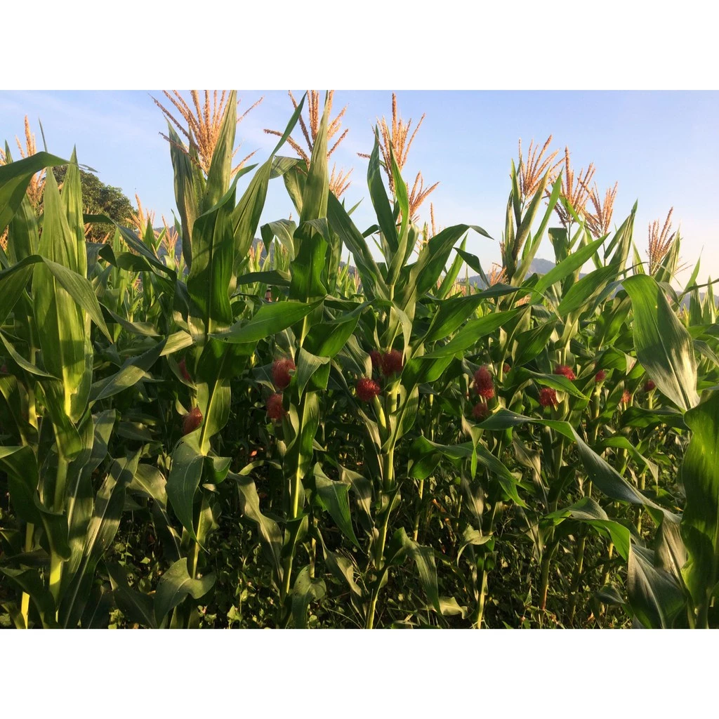 陳家農舍--玉米筍