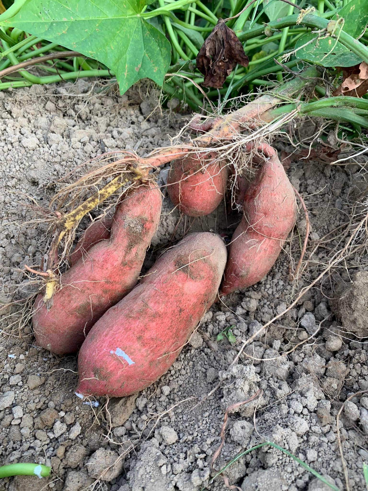 陳家農舍--台農66號地瓜