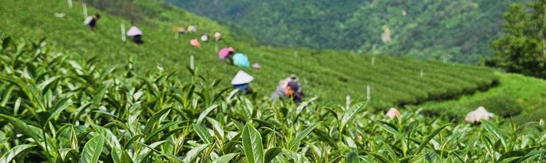 新竹尖石泰岡CBM茶園-有機農產品