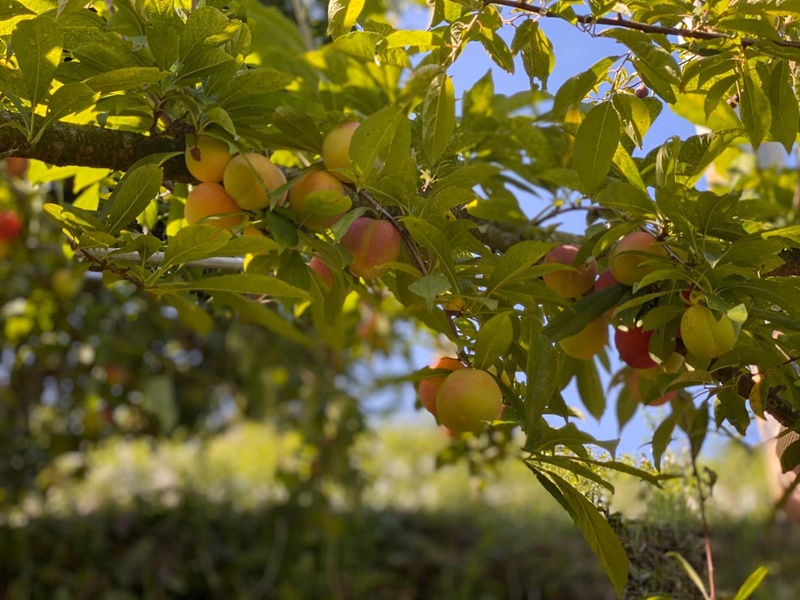 新竹尖石泰岡CBM茶園-有機農產品