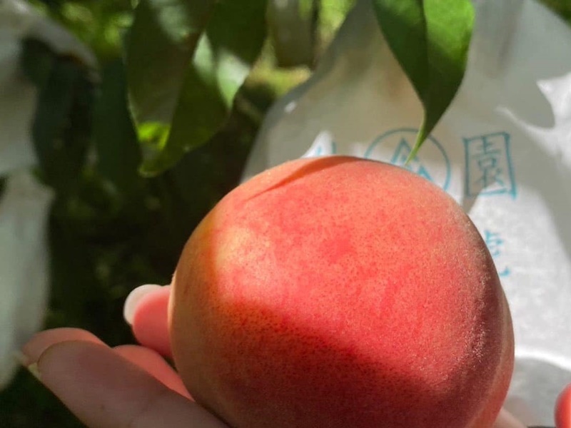 新竹尖石泰岡CBM茶園-有機農產品