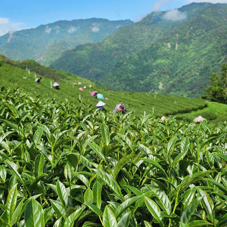 有機高山烏龍茶