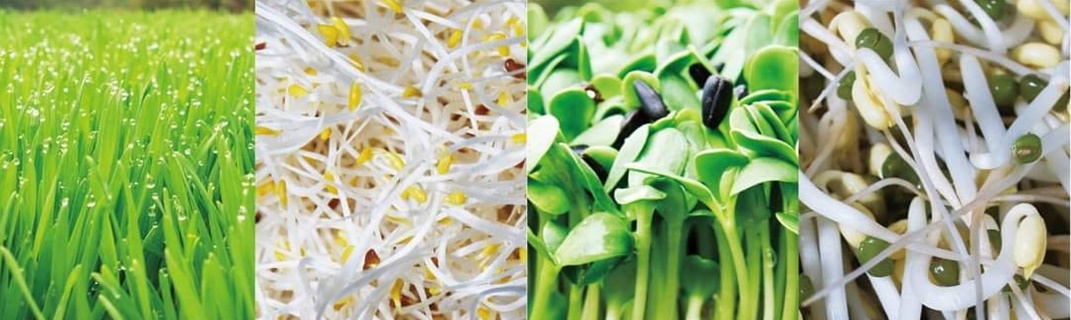 新峰有機芽菜農場-農產品