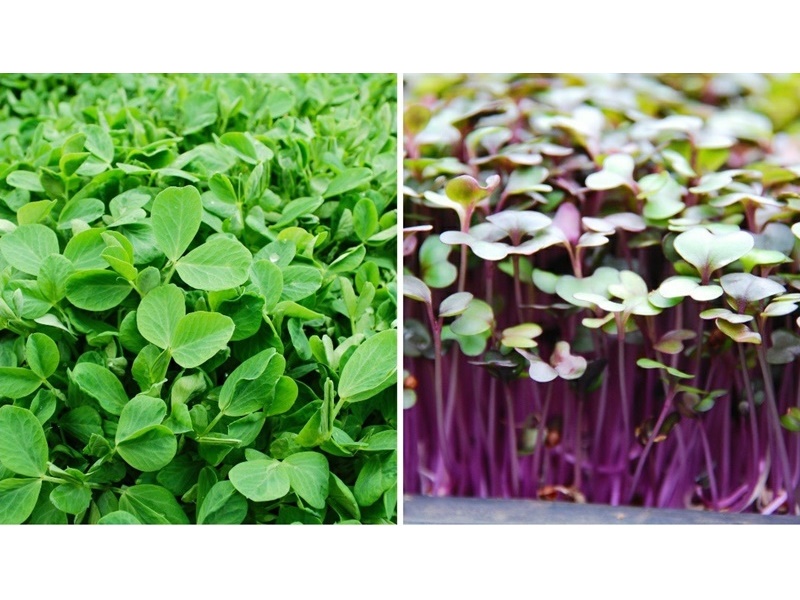 新峰有機芽菜農場-農產品