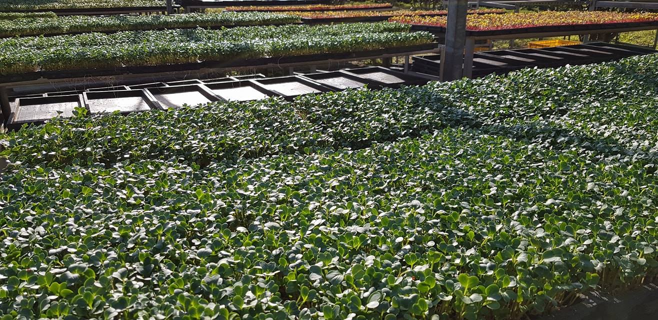 新峰有機芽菜農場