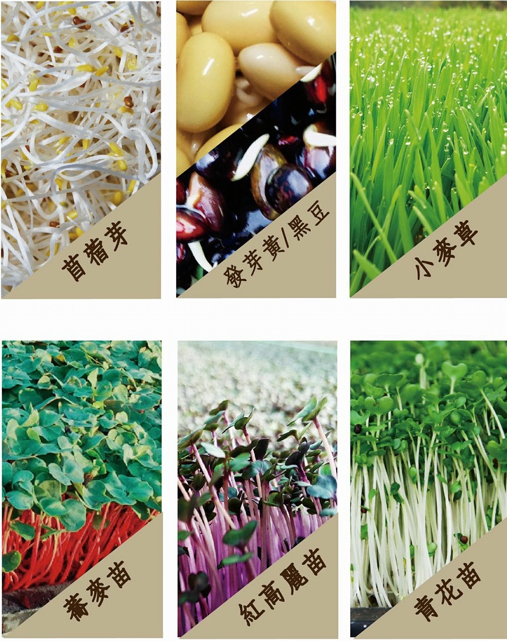 新峰有機芽菜農場