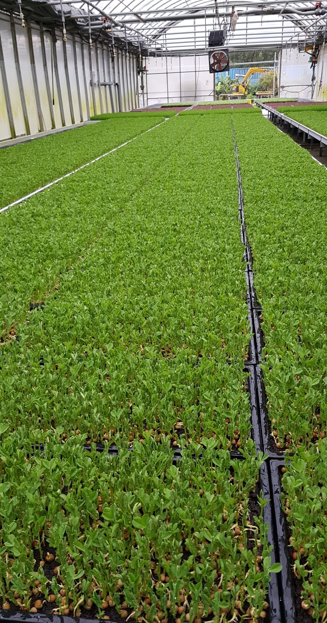 新峰有機芽菜農場