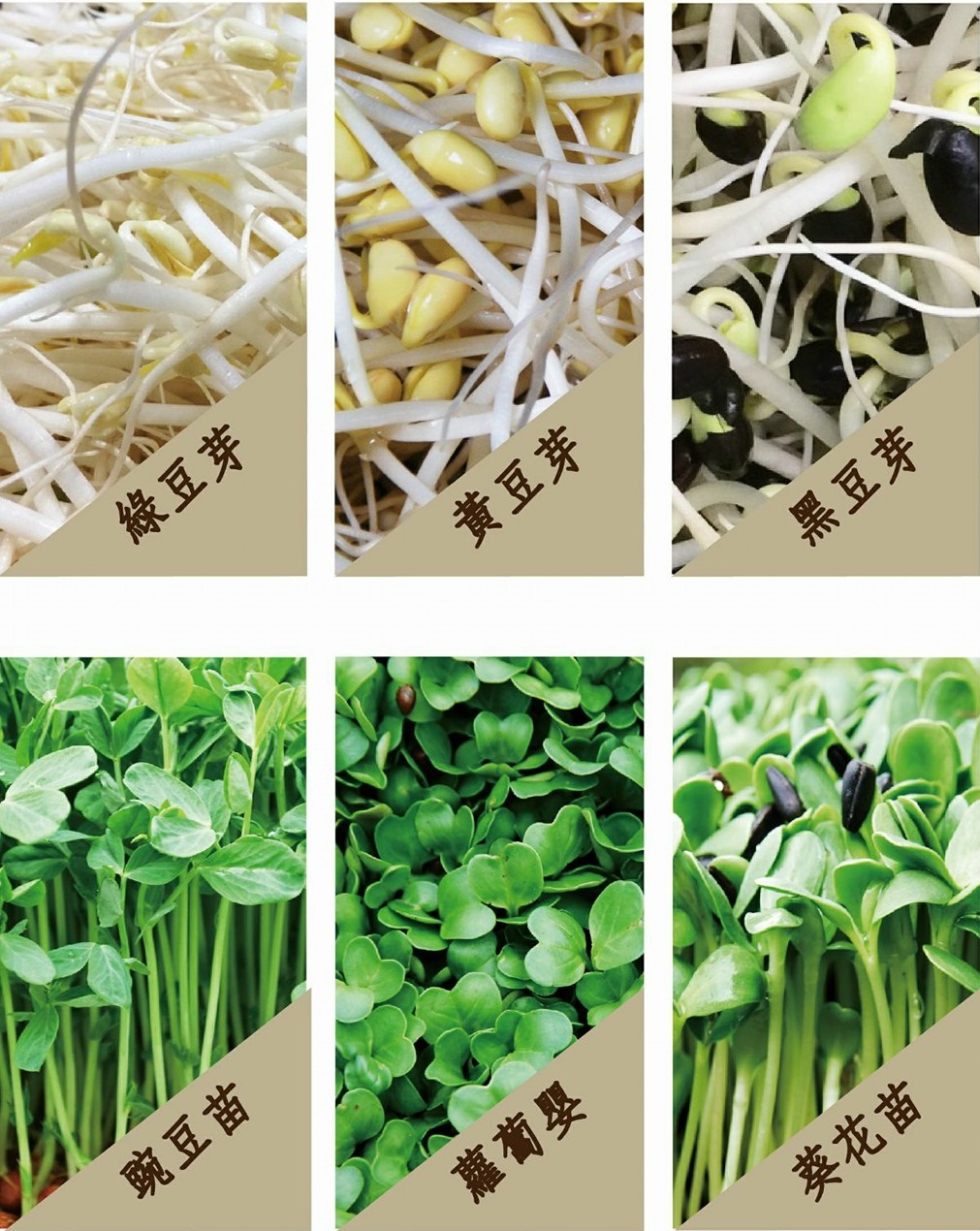 新峰有機芽菜農場