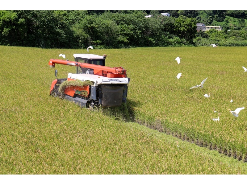 題陞自然農場-米