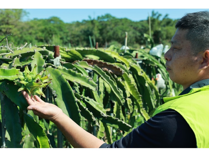 三芝有機農場-農產品