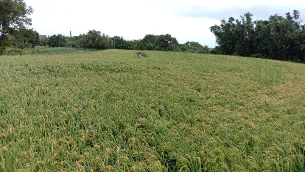 有機米【三芝有機農場】