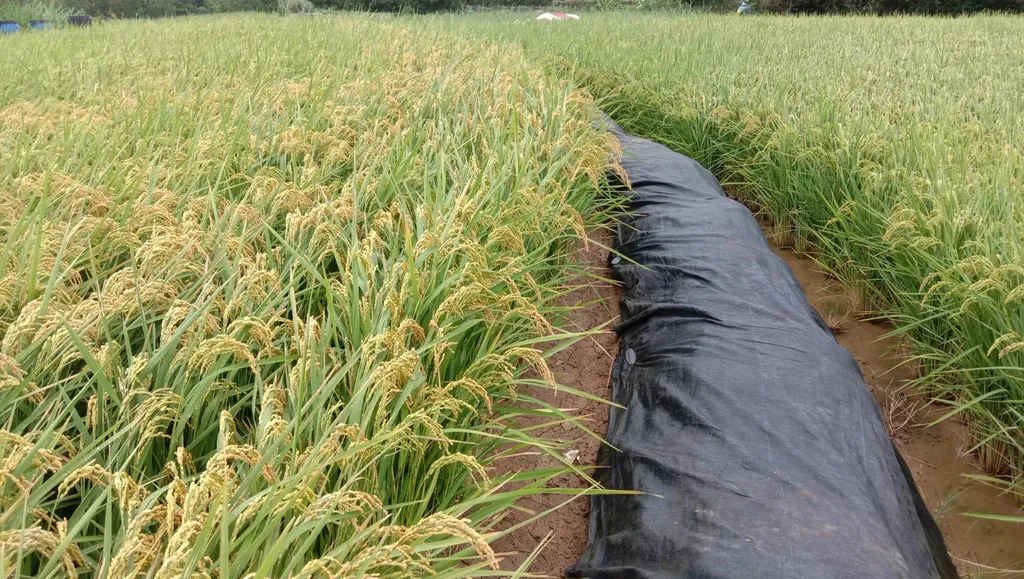 有機米【三芝有機農場】