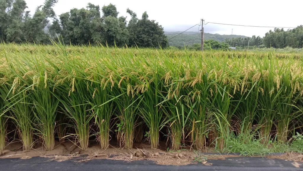 有機米【三芝有機農場】