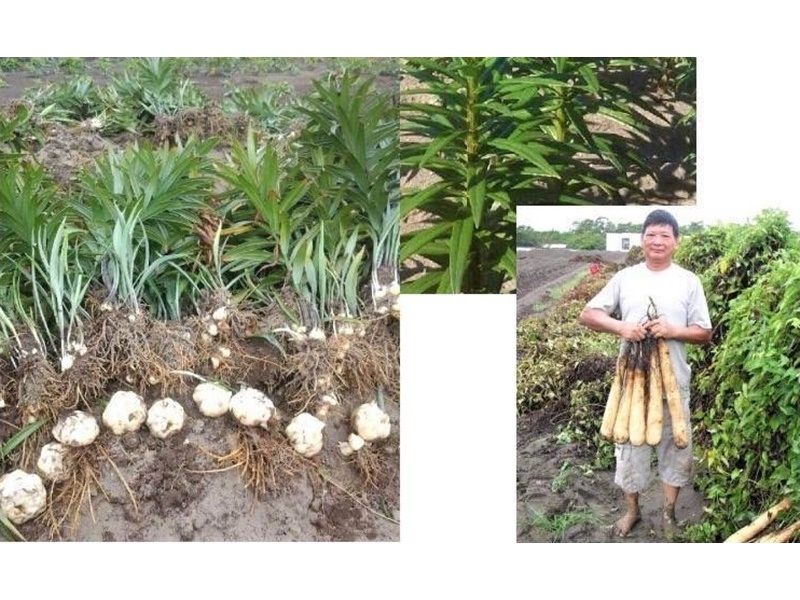 大進有機農場-農產品