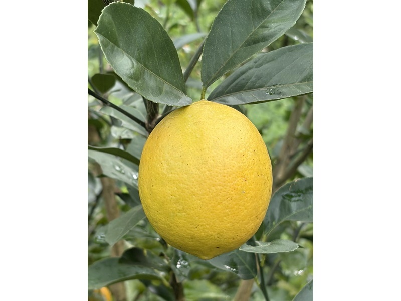 山上阿德-農產品