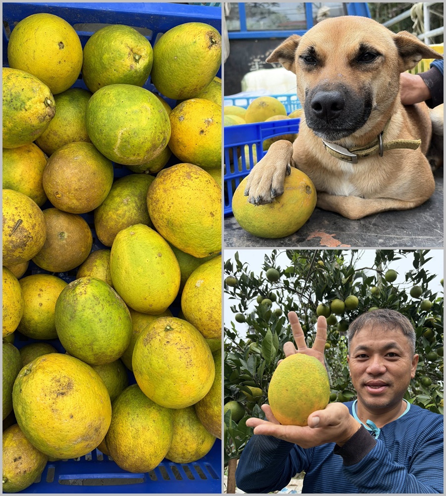 木瓜柳丁（蜜丁）