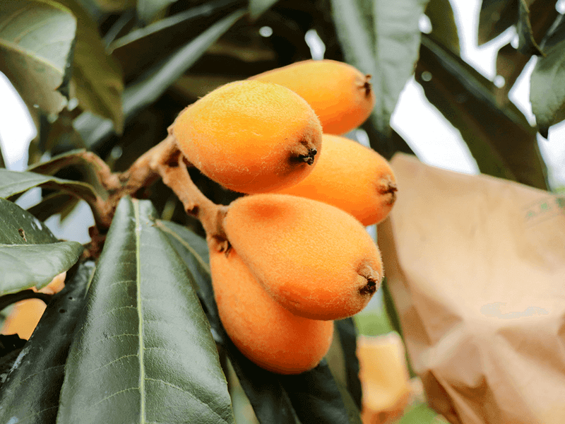 有機帶枝貴妃枇杷