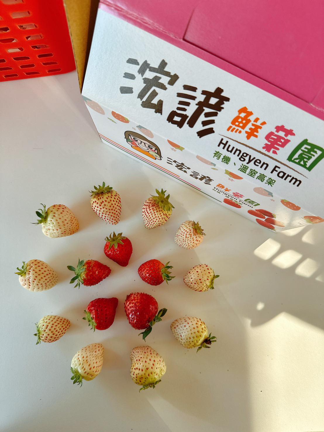 龍潭採草莓｜草莓(季節性)