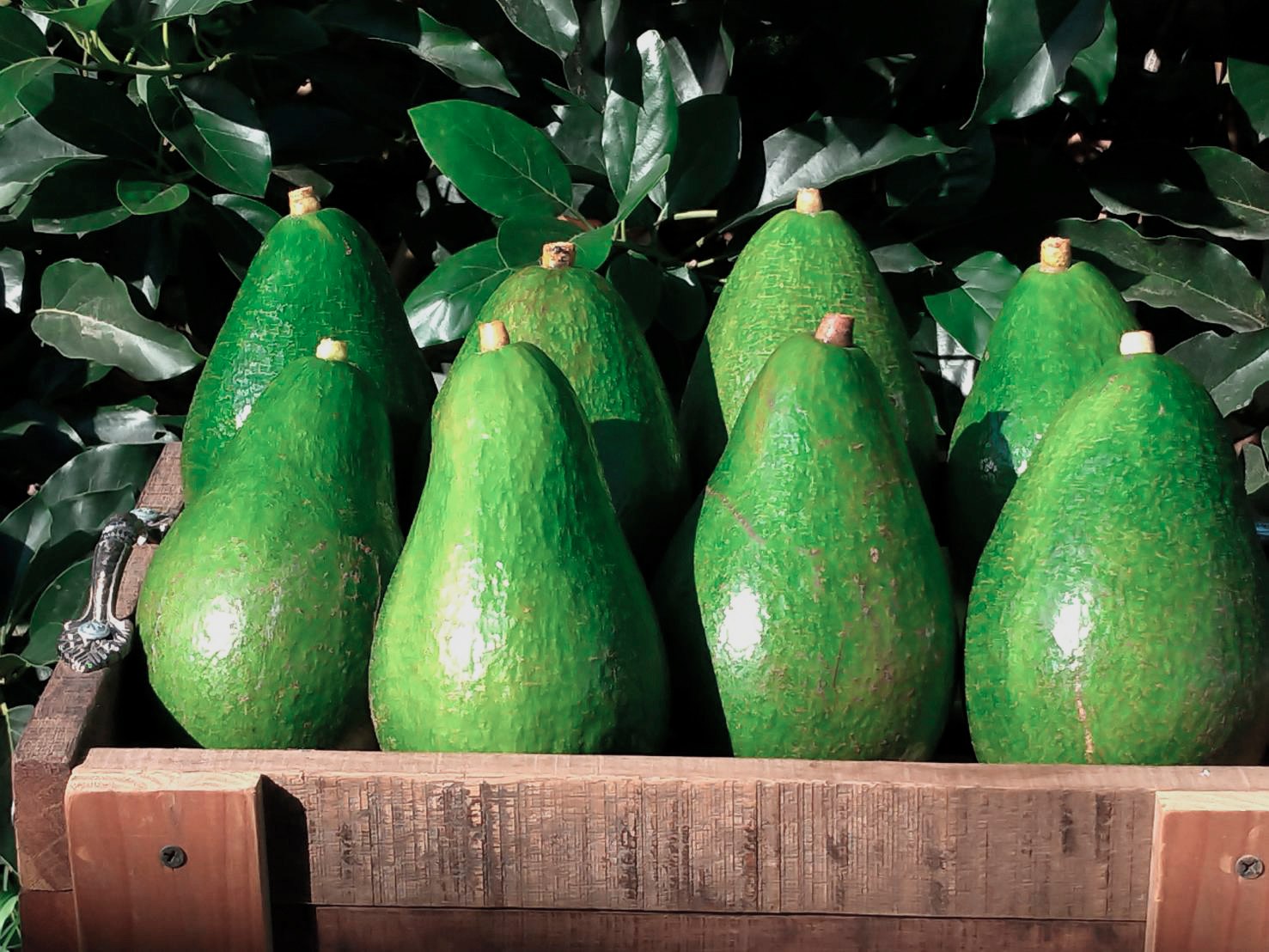 草木共生酪梨園-有機農產品