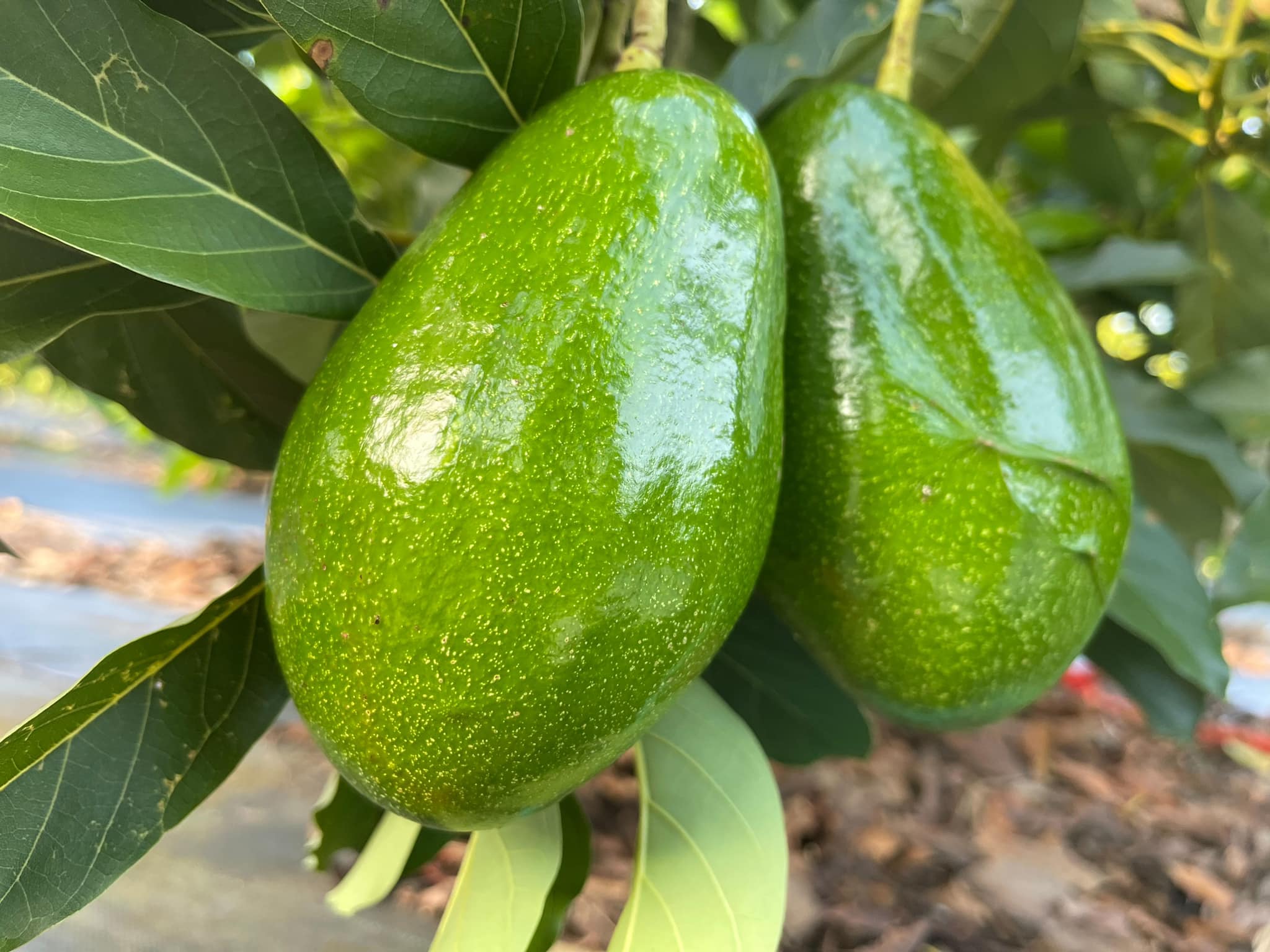 草木共生酪梨園-有機農產品