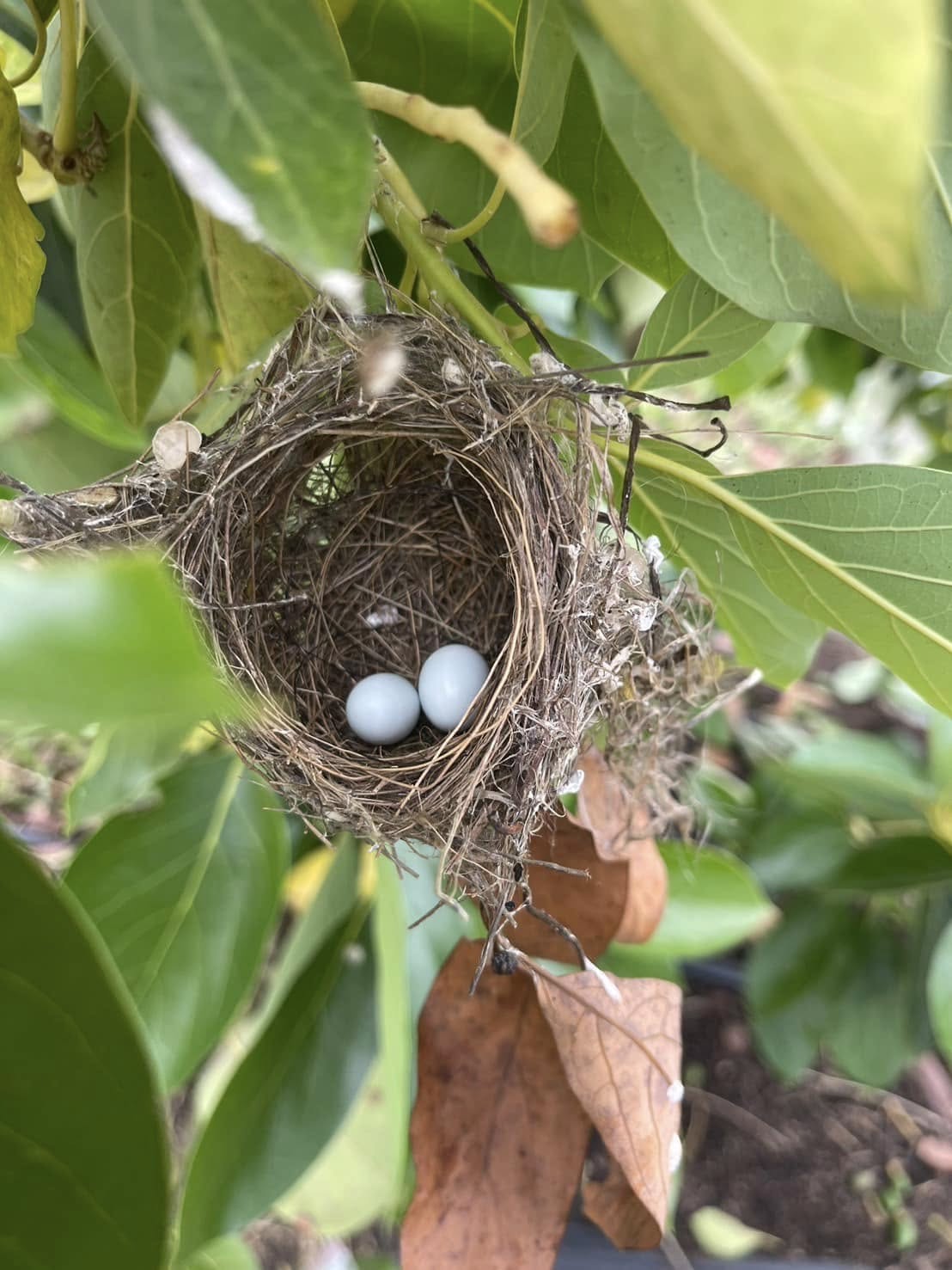 昆蟲、鳥類與植物之間形成平衡的生態網絡