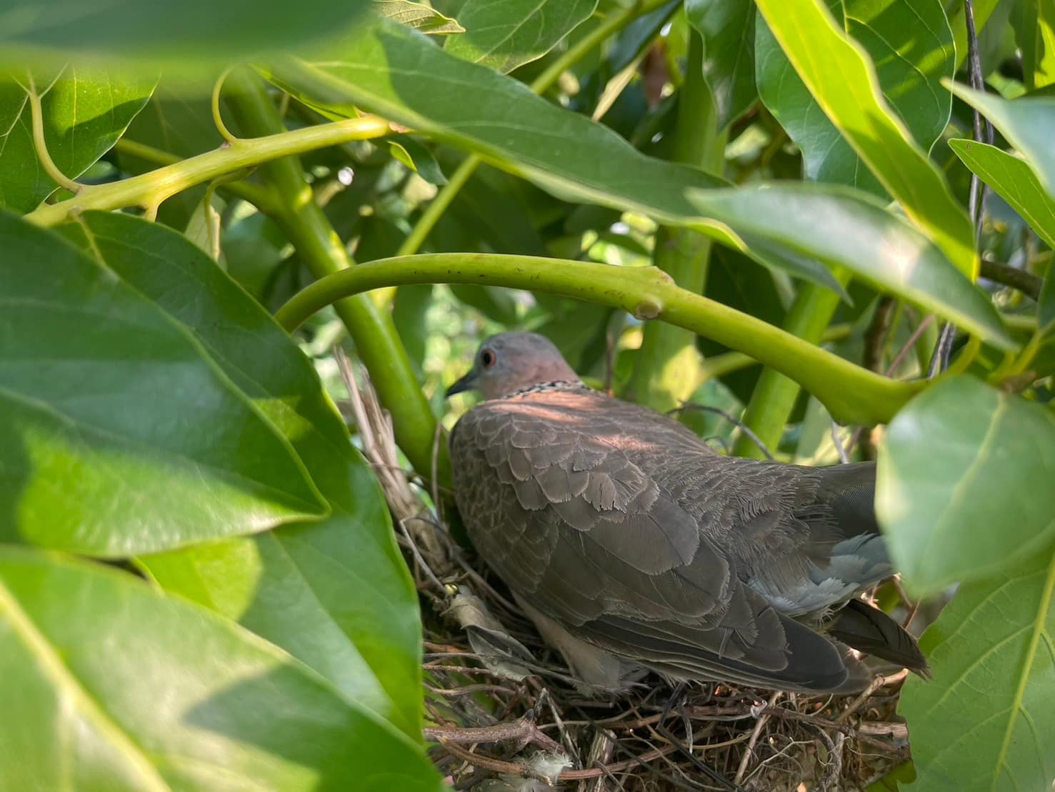 昆蟲、鳥類與植物之間形成平衡的生態網絡