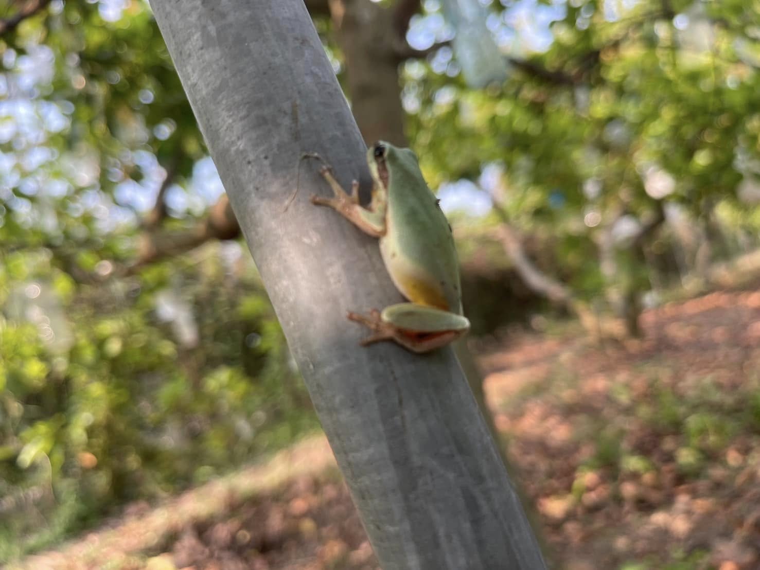 昆蟲、鳥類與植物之間形成平衡的生態網絡
