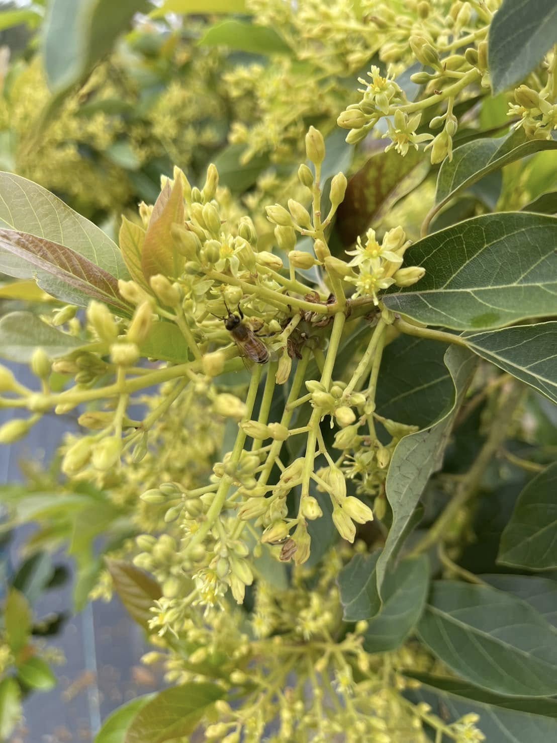昆蟲、鳥類與植物之間形成平衡的生態網絡