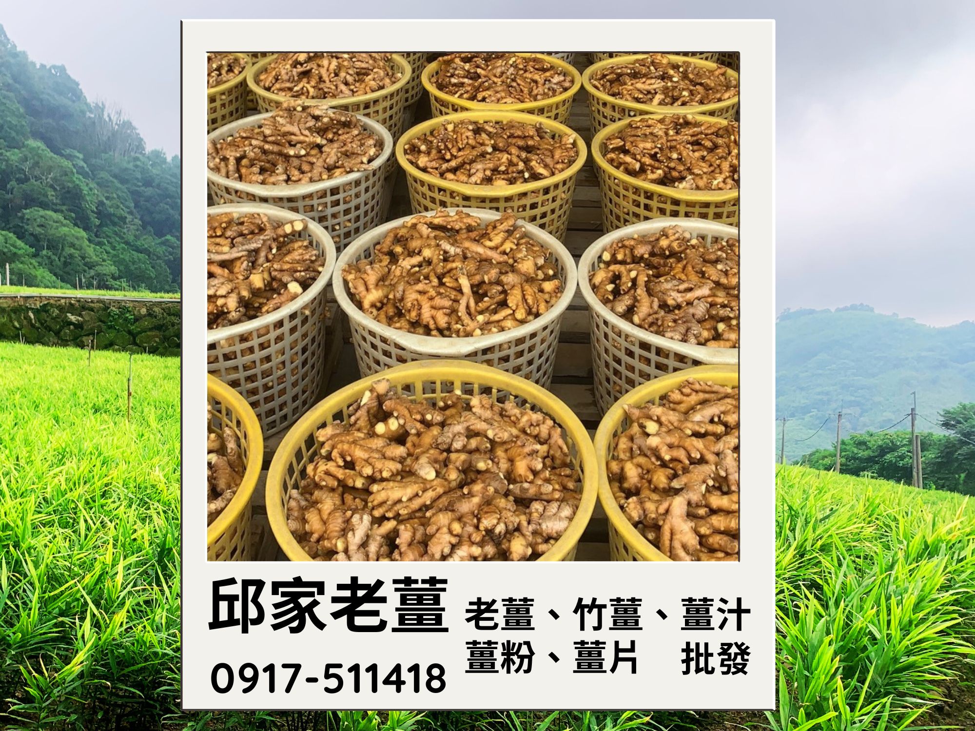 邱家老薑-農產品