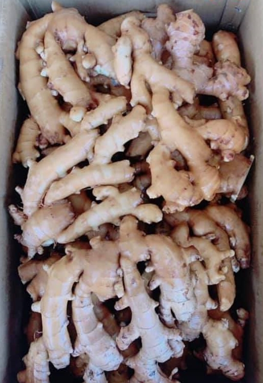 老薑（大薑，白肉）