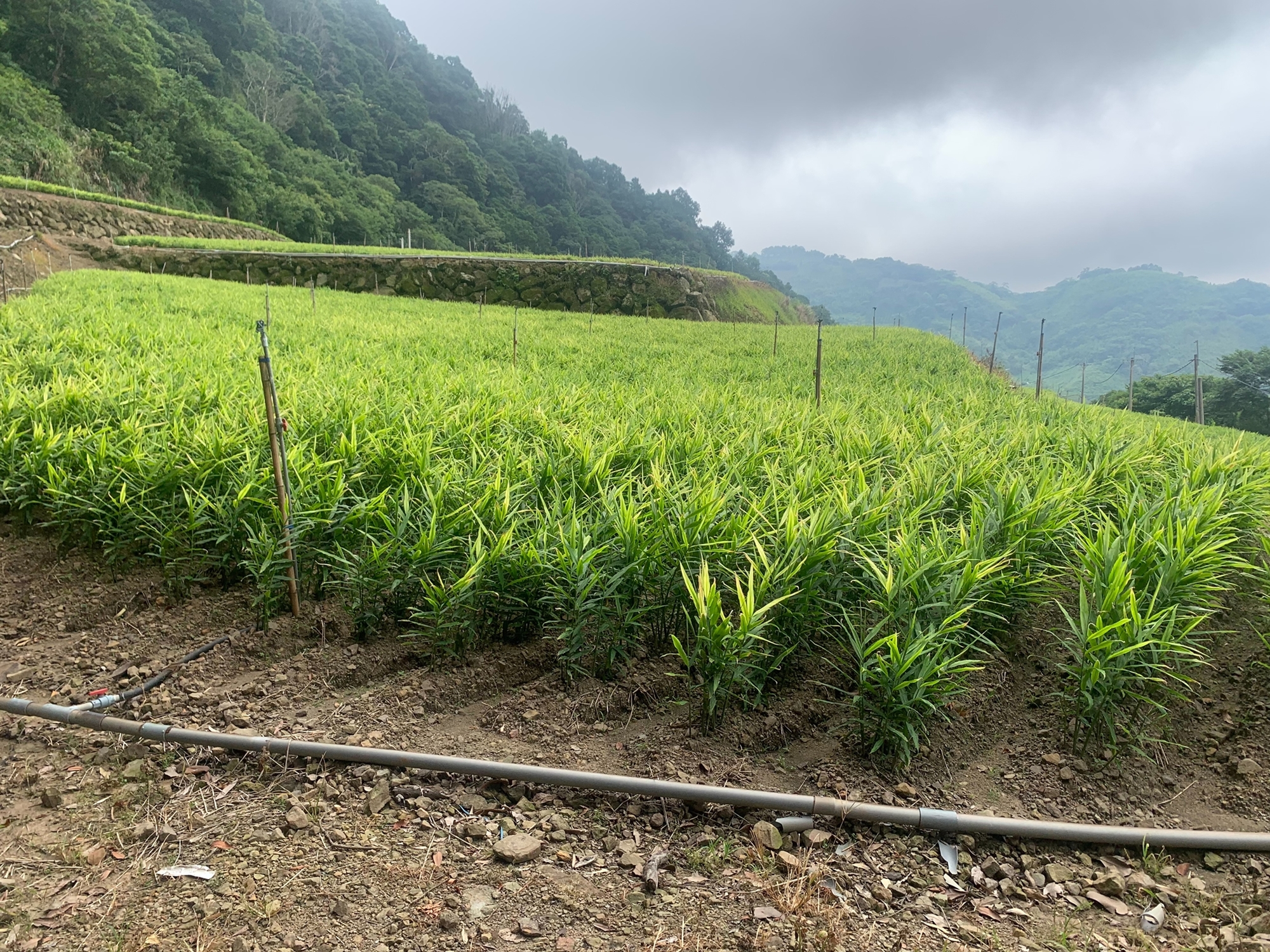 花蓮、台東高山的種植基地