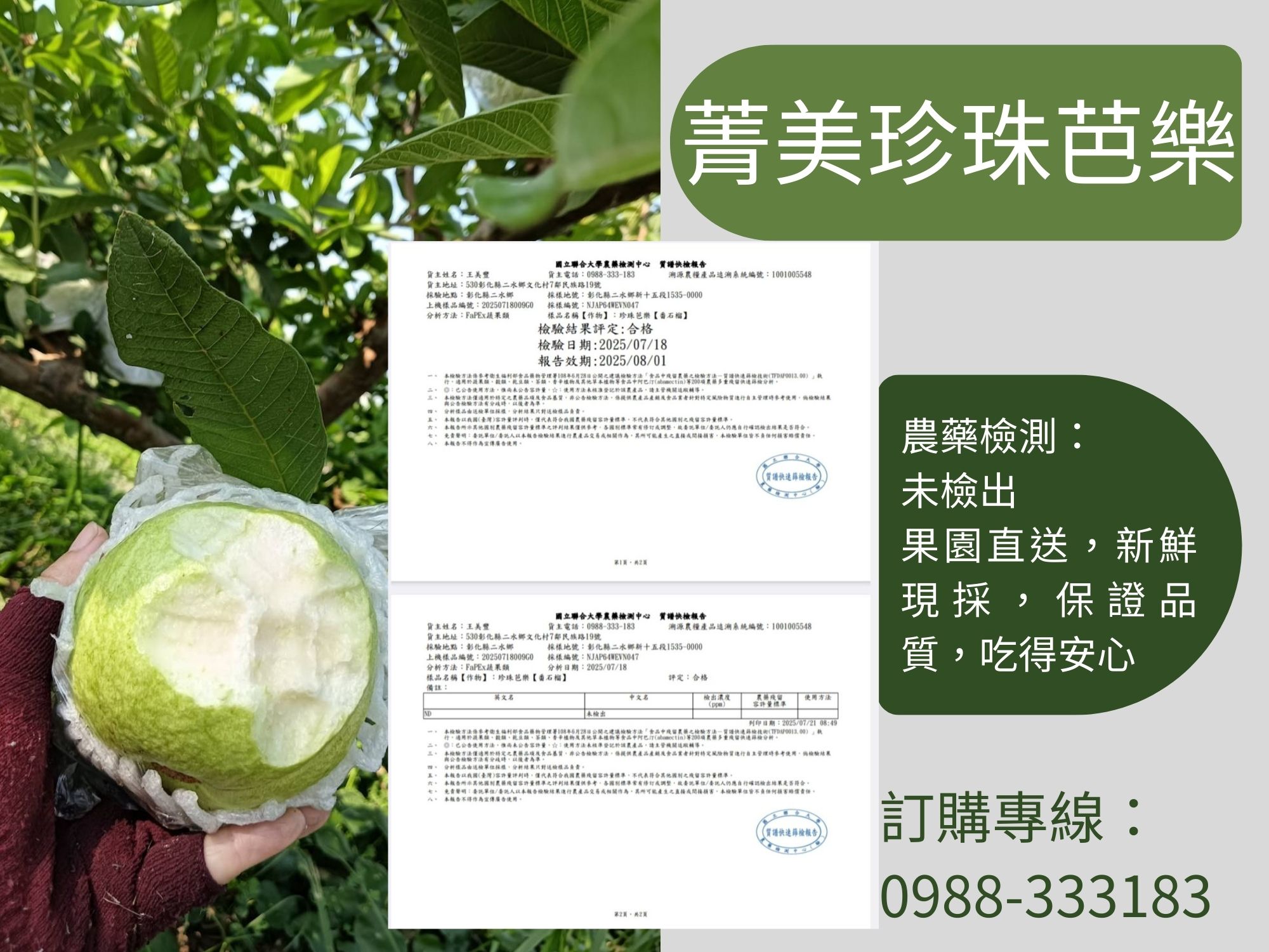 菁美珍珠芭樂-農產品