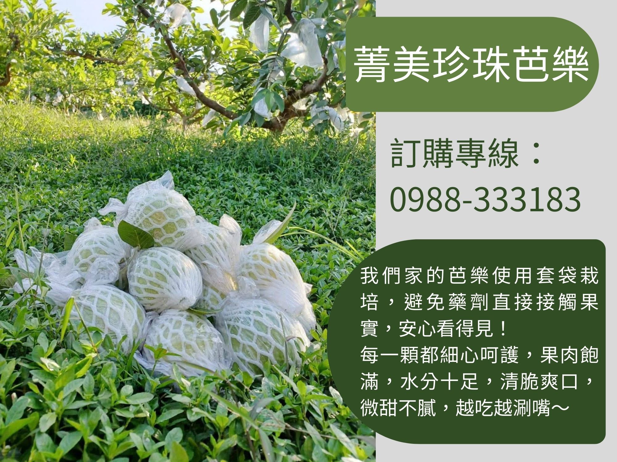 菁美珍珠芭樂-農產品