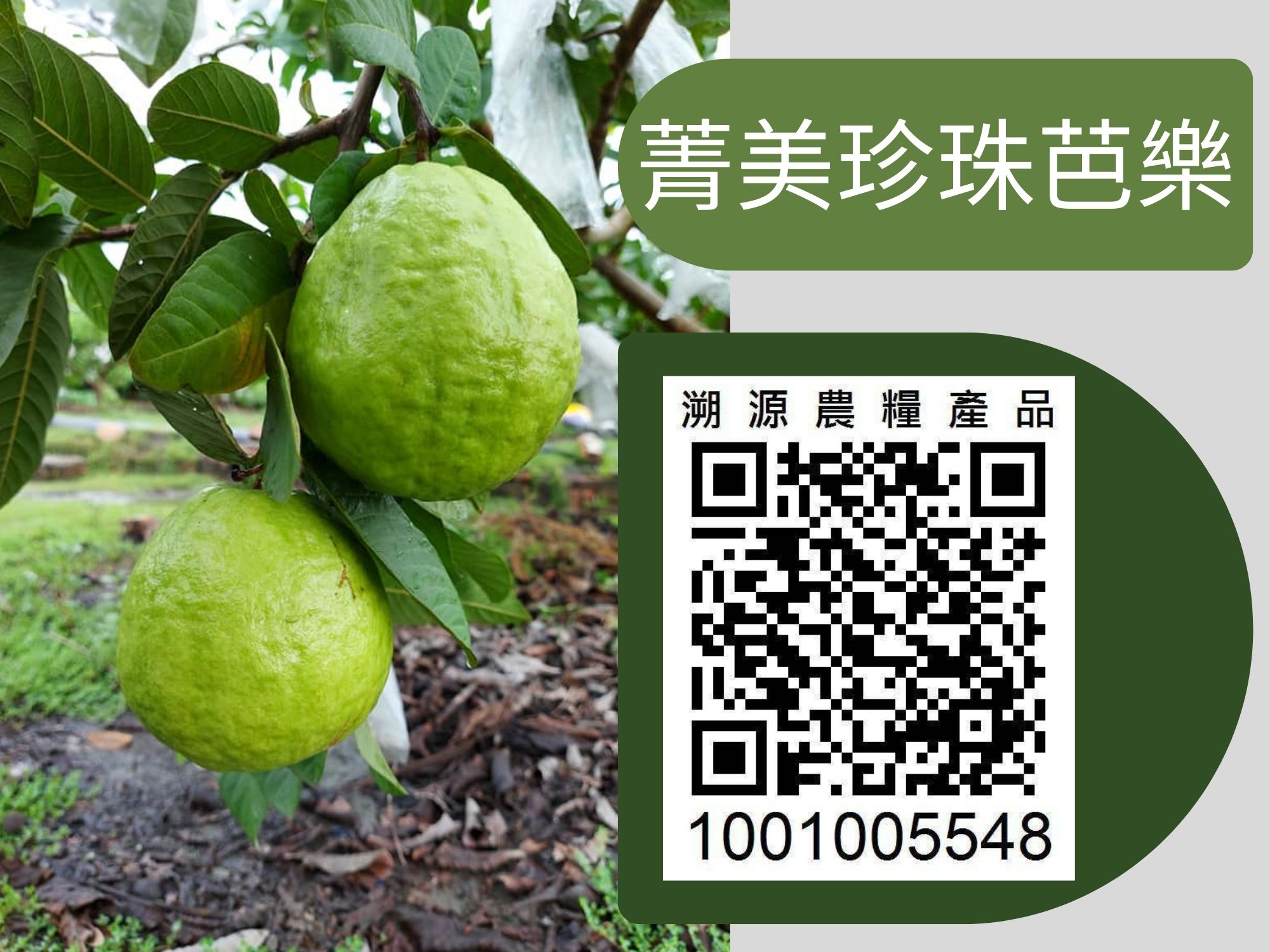 菁美珍珠芭樂-農產品