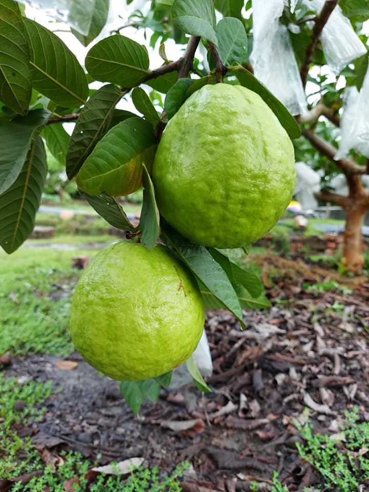 自然熟成~秋冬芭樂慢慢長