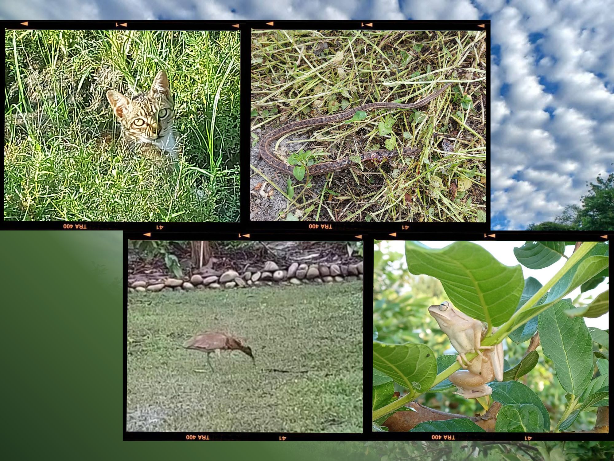 菁美珍珠芭樂的農場生態