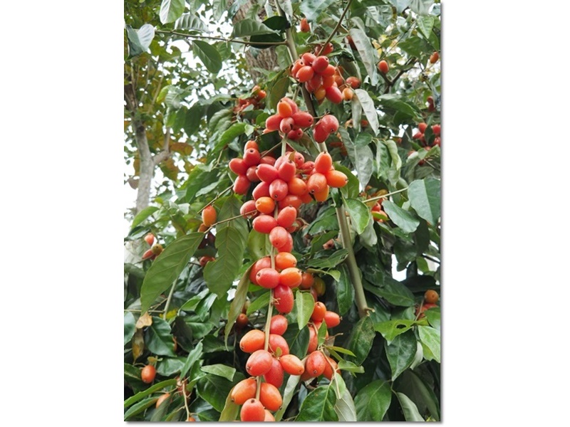 阿里山自在山林咖啡農莊-農產品