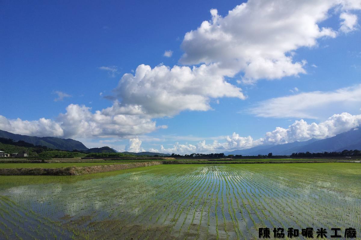 陳協和碾米工廠-農產品