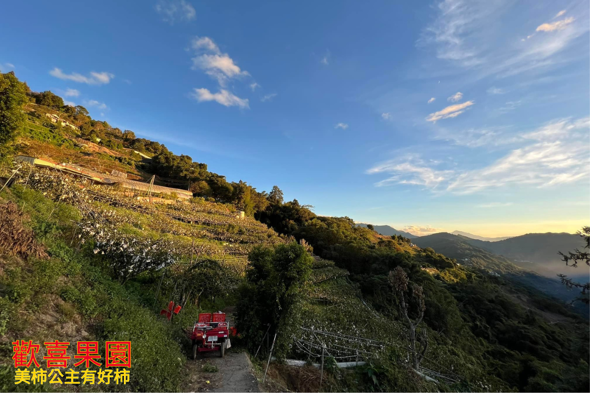 歡喜果園 | 有機甜柿 | 有機水果 | 有機蔬果-土產品