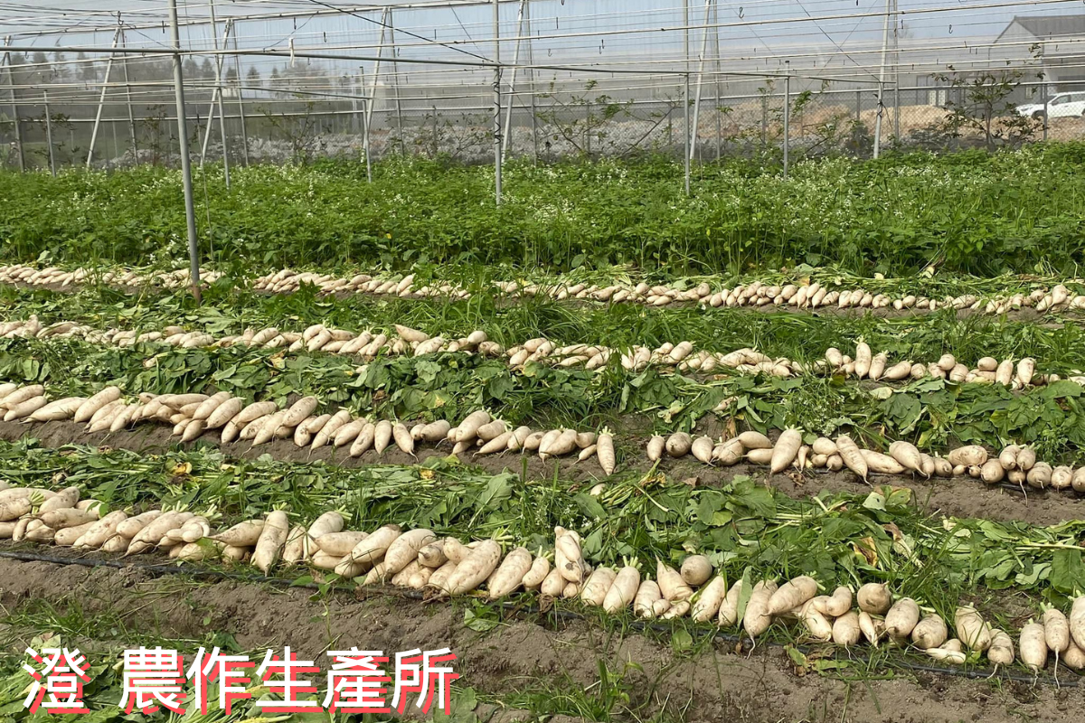 澄 農作生產所 | 有機蔬果-土產品