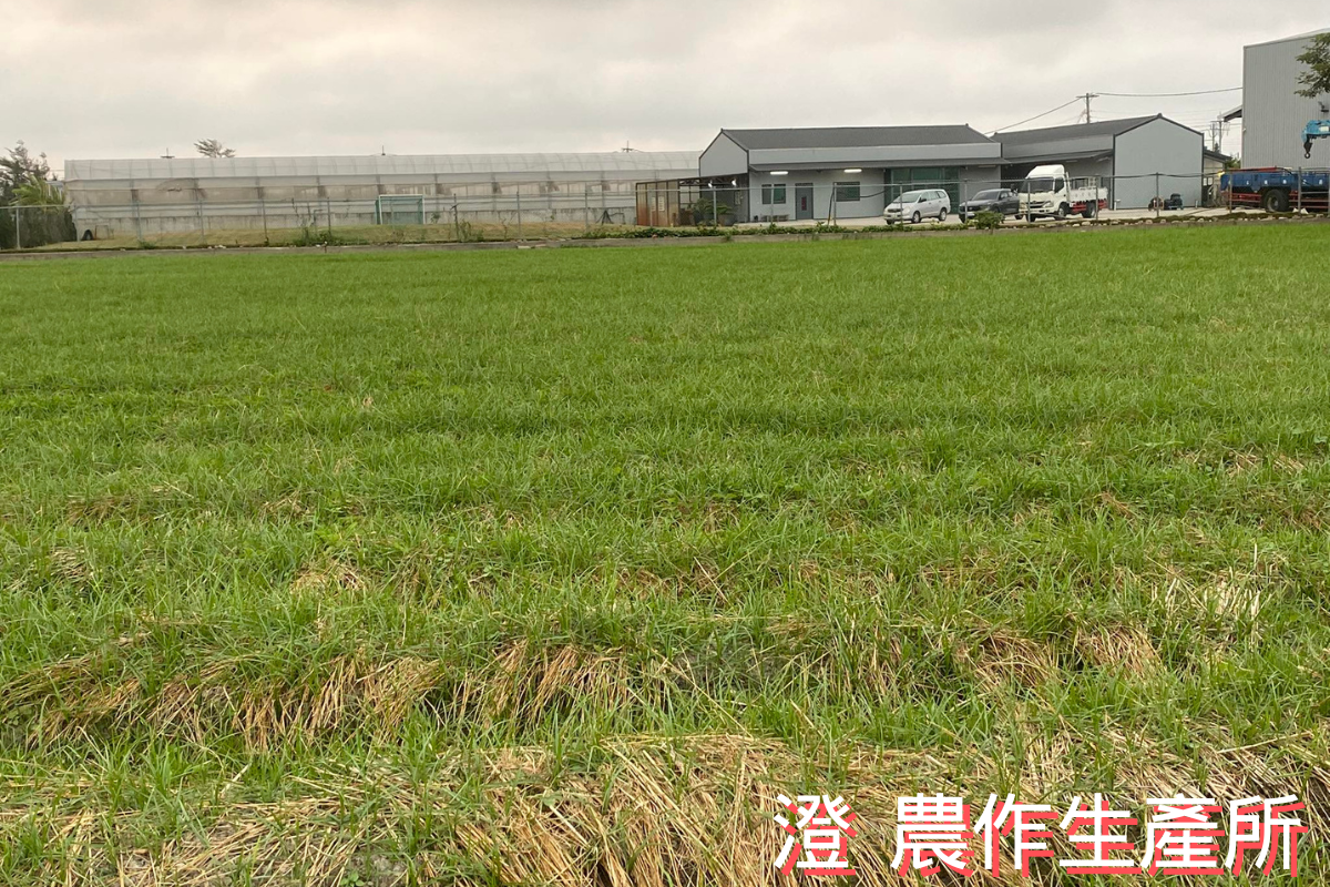 澄 農作生產所 | 有機蔬果-土產品