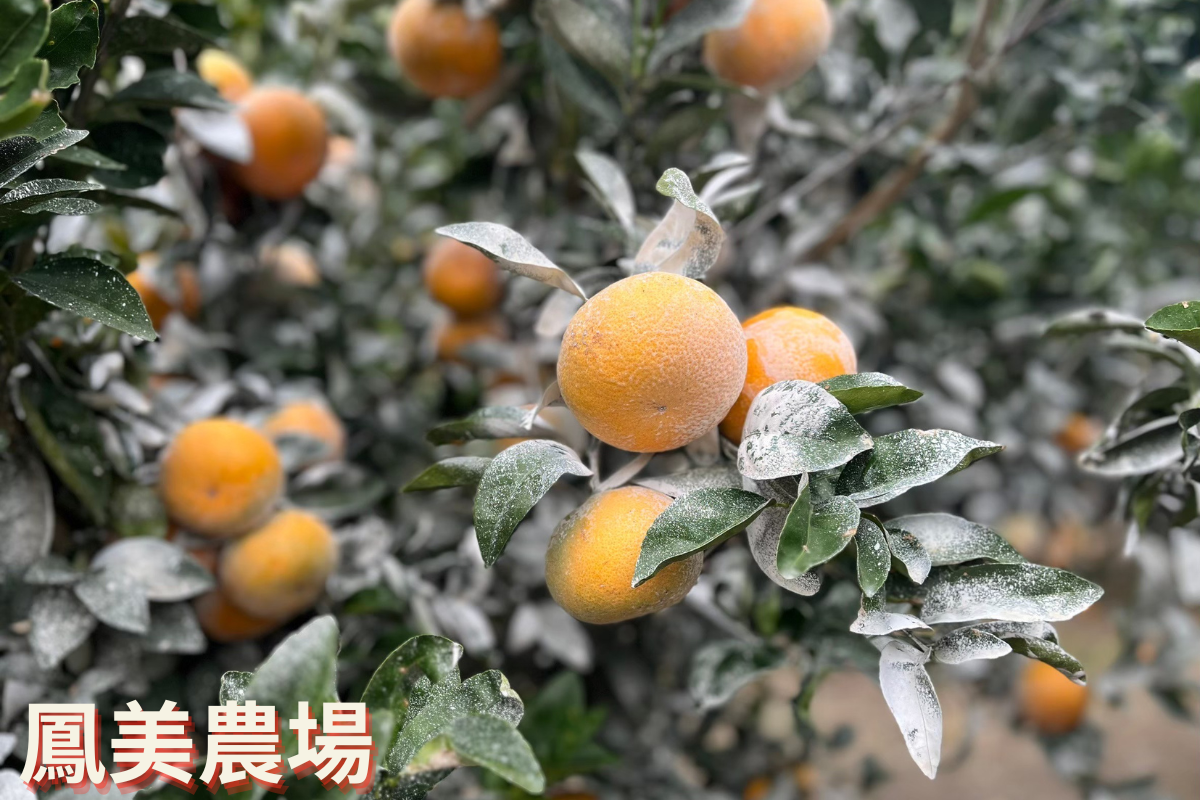 鳳美農場 | 巨峰葡萄 | 茂谷柑-農產品