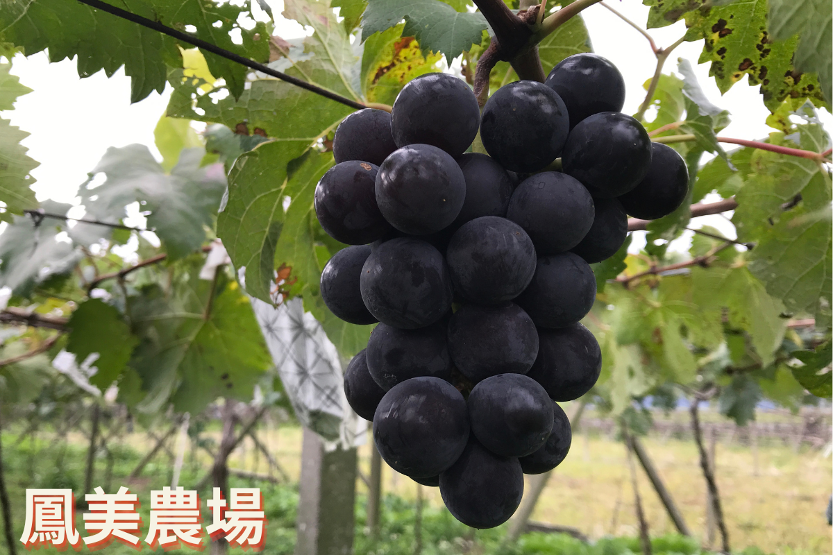 鳳美農場 | 巨峰葡萄 | 茂谷柑-農產品