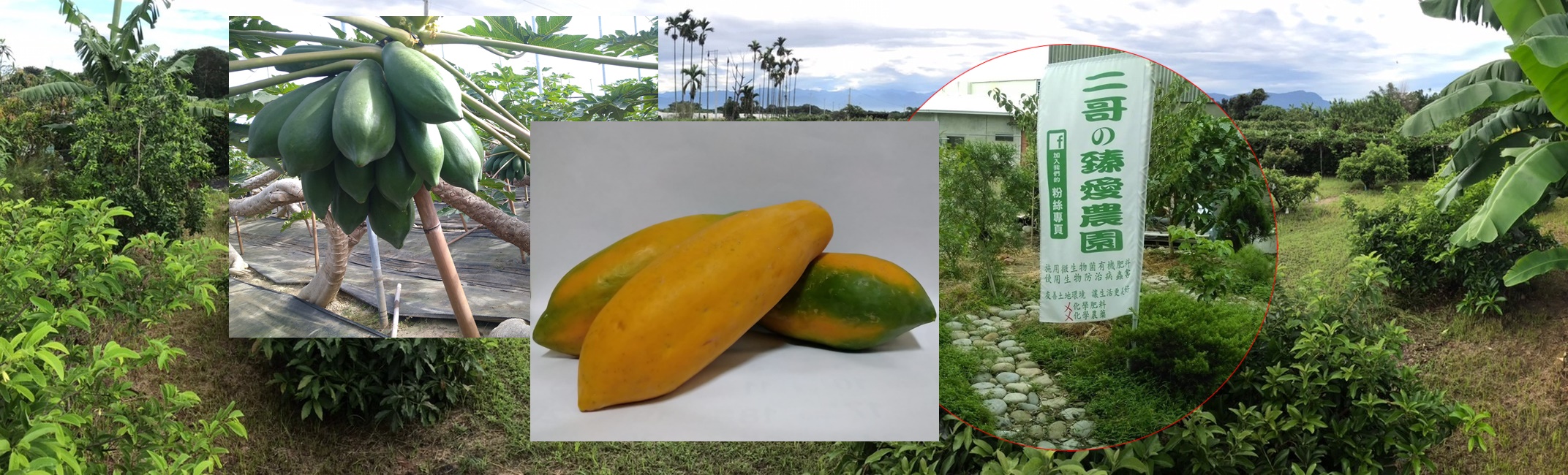 二哥の臻愛農園~有機木瓜專營-農產品