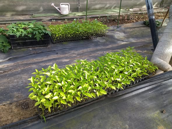 二哥の臻愛農園~有機木瓜專營-農產品