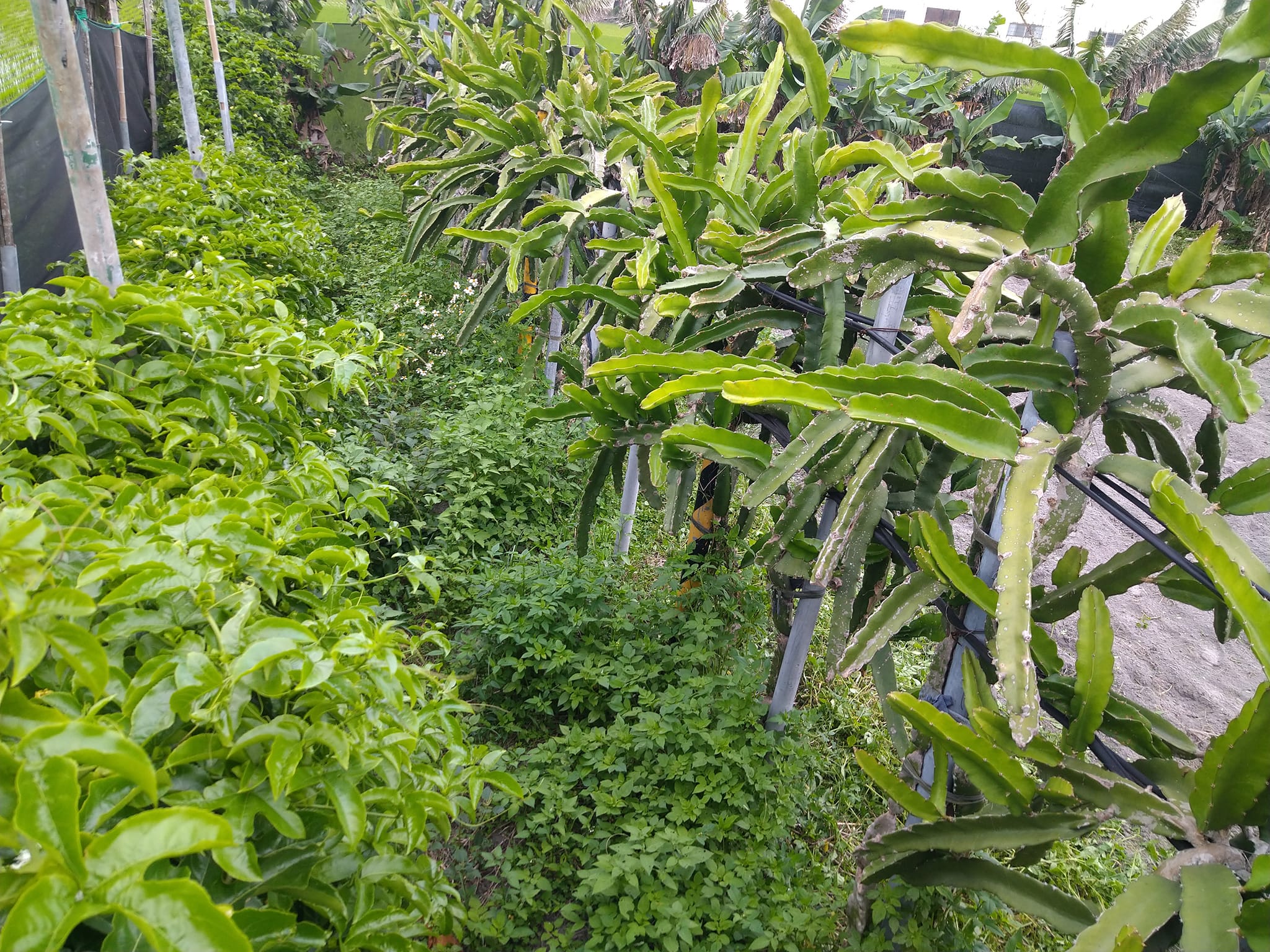 嘗試種植3棵本土百香果