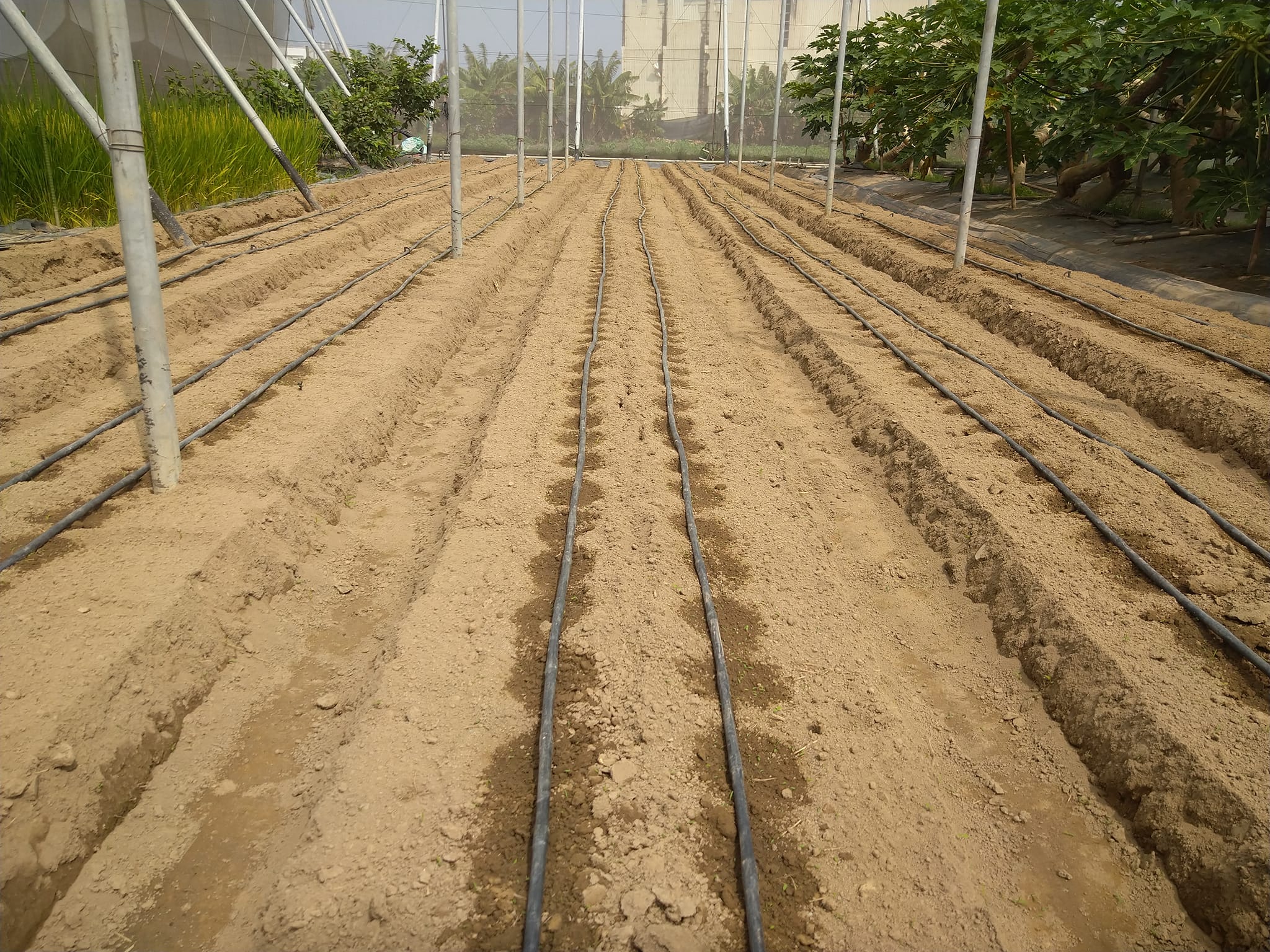 完成台農一號馬鈴薯播種