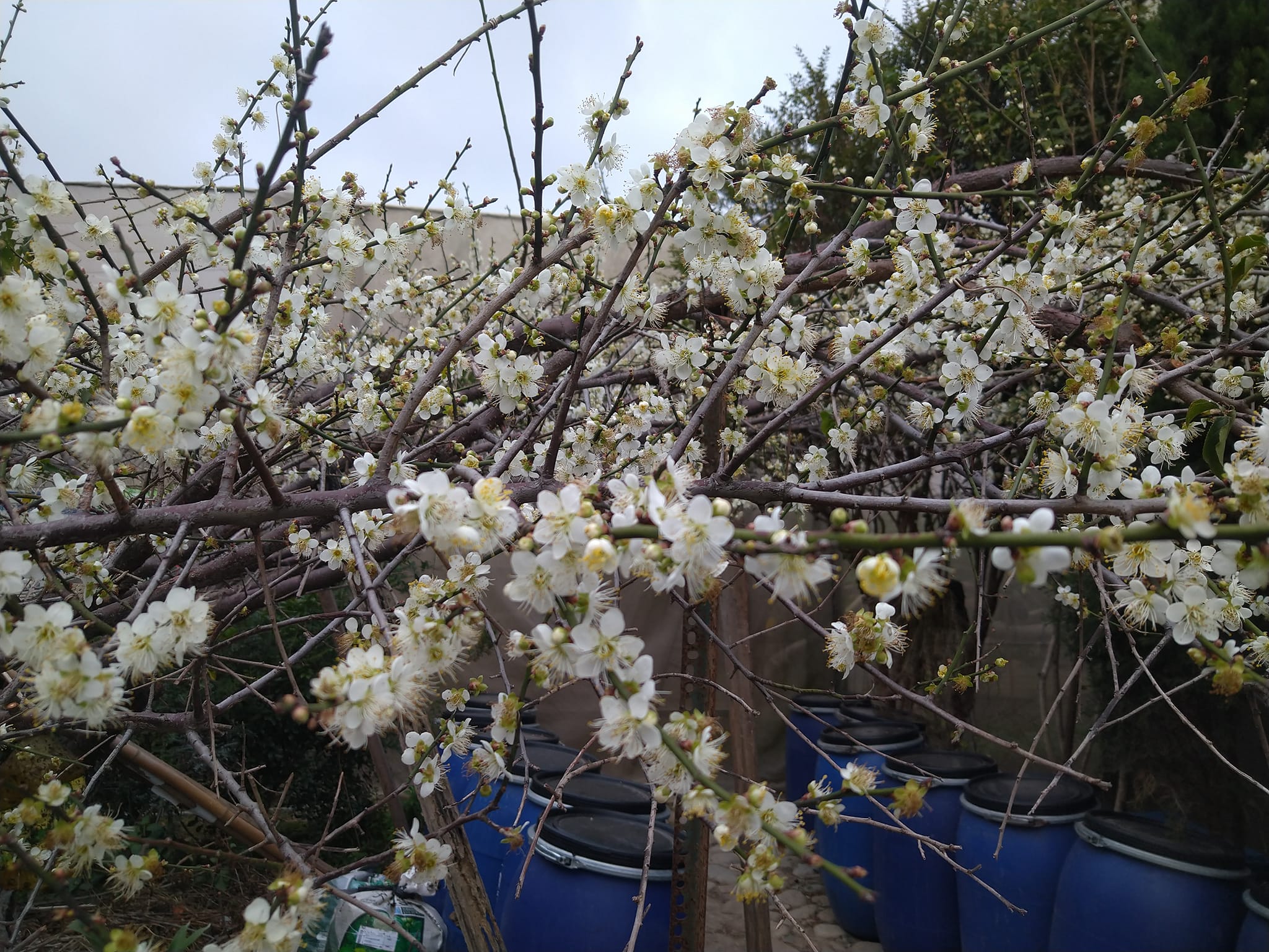 園區梅花盛開